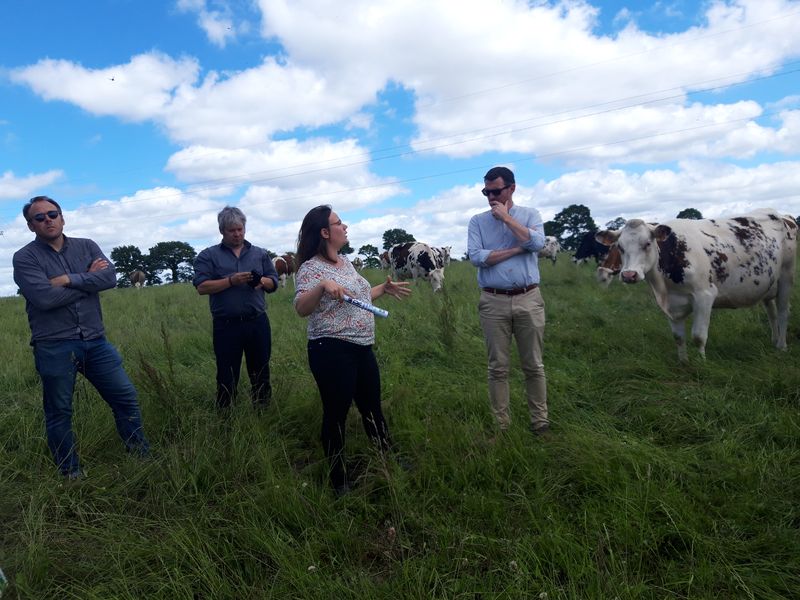 Groupe discutant en plein champ au milieu des vaches